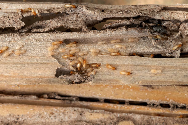 Pest Control for Restaurants in Clawson, MI
